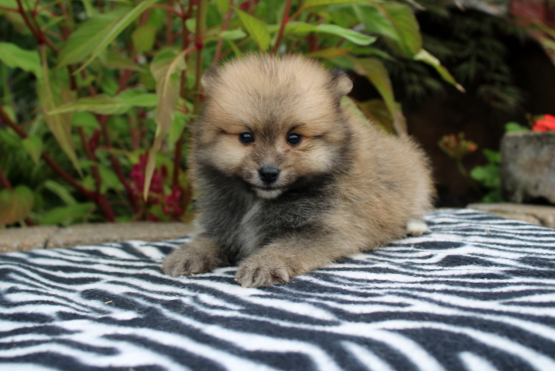 puppy, for, sale, Pomeranian, Matthew B. Stoltzfus, dog, breeder, Gap, PA, dog-breeder, puppy-for-sale, forsale, nearby, find, puppyfind, locator, puppylocator, aca